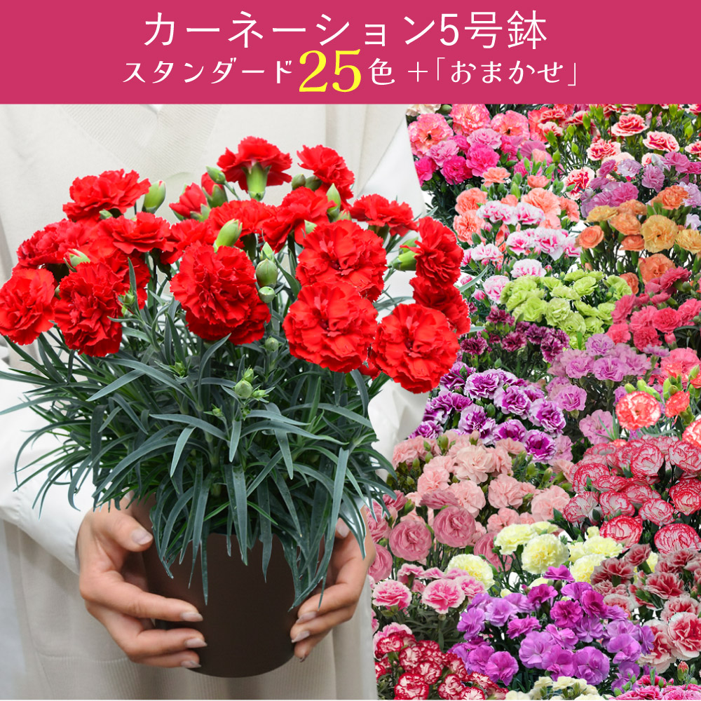 母の日カーネーションスタンダード25色