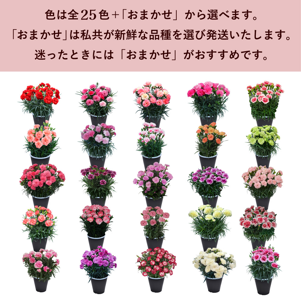 母の日カーネーションスタンダード25色