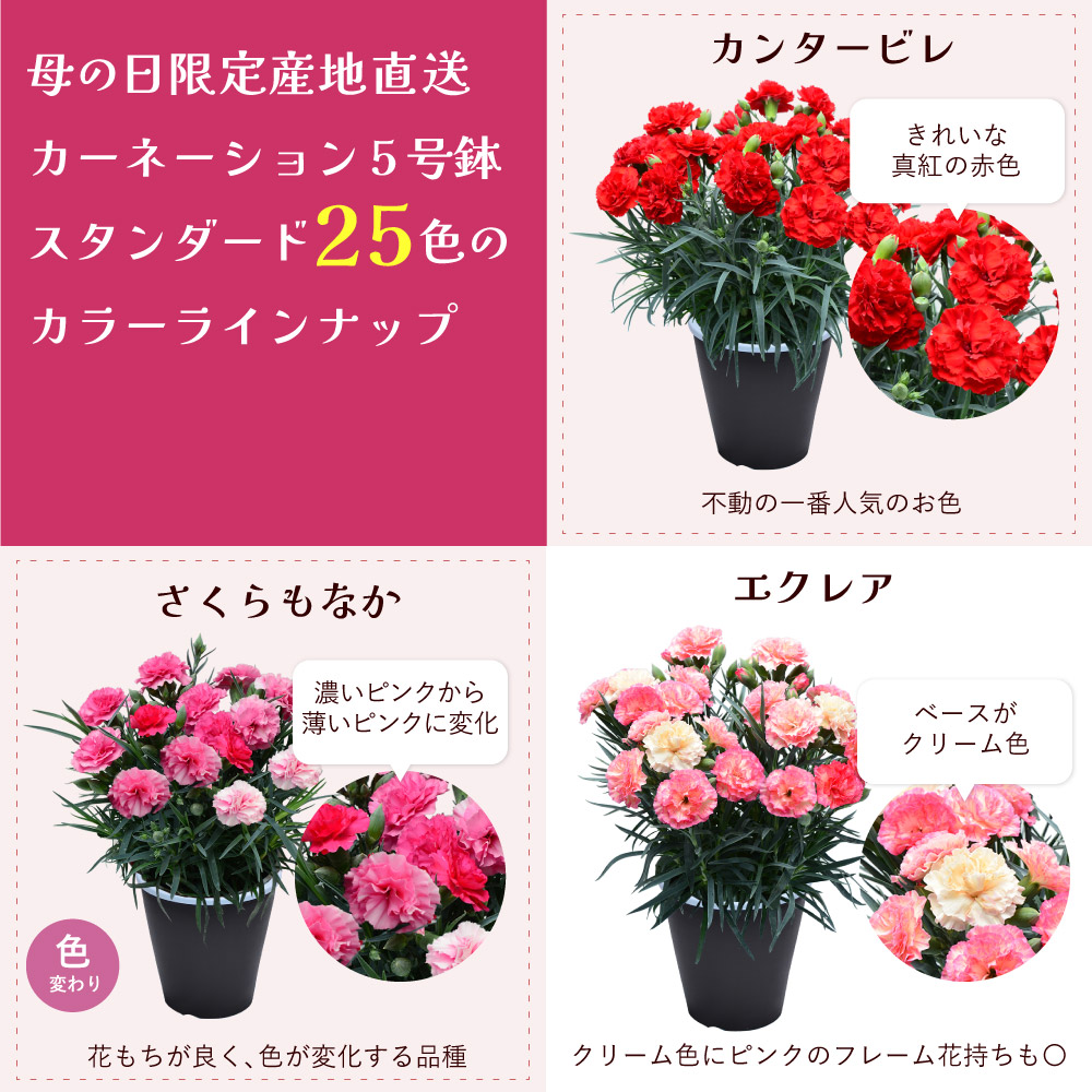 母の日カーネーションスタンダード25色