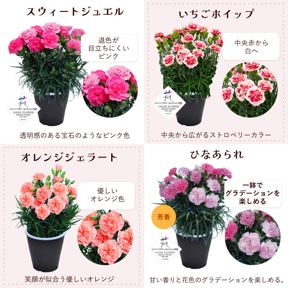 母の日カーネーションスタンダード25色