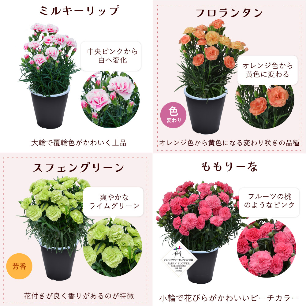 母の日カーネーションスタンダード25色