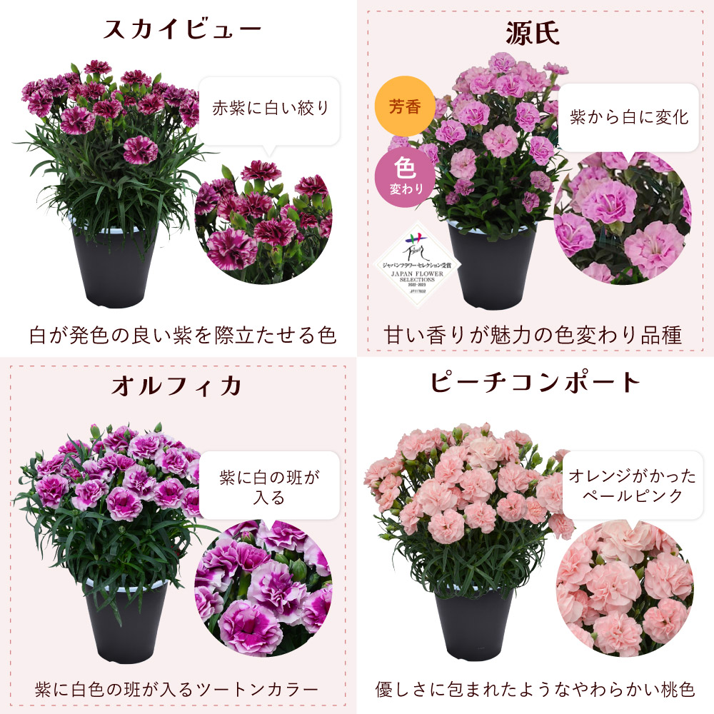 母の日カーネーションスタンダード25色