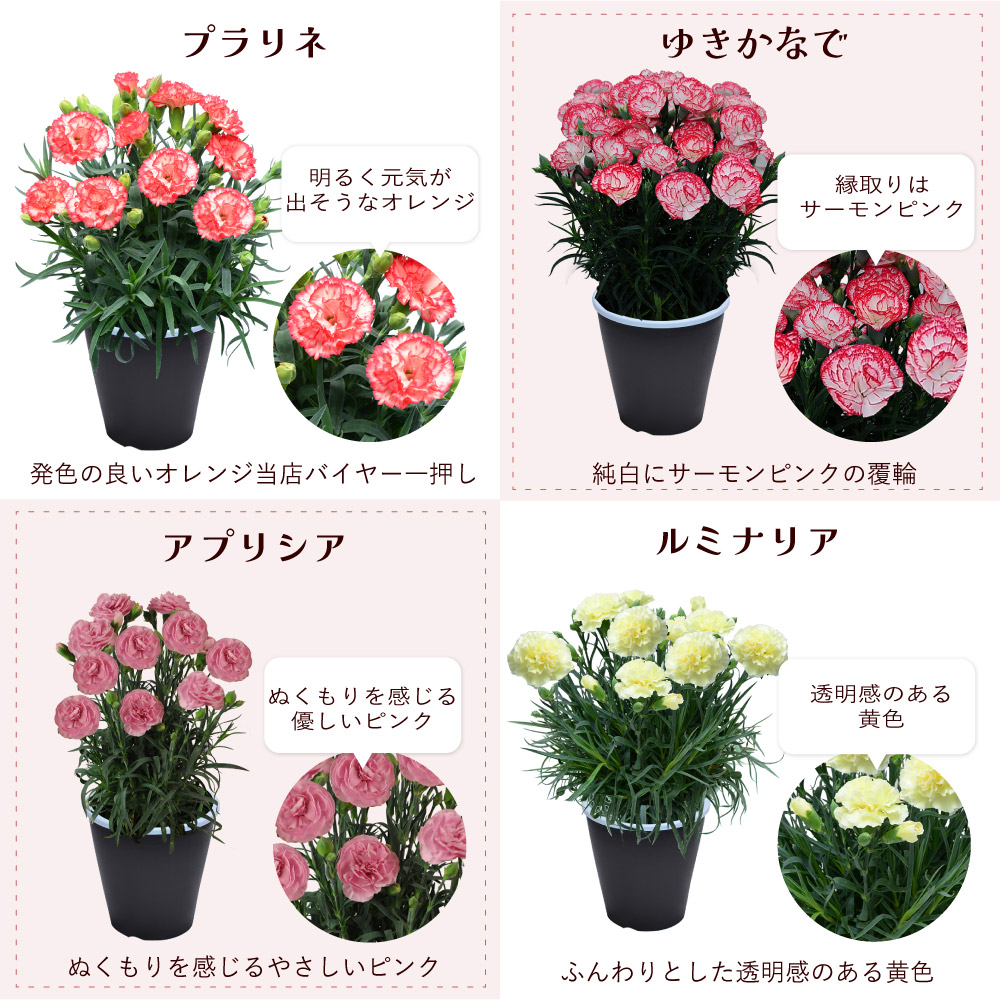 母の日カーネーションスタンダード25色