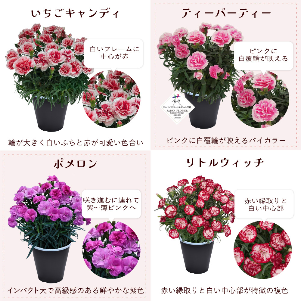 母の日カーネーションスタンダード25色