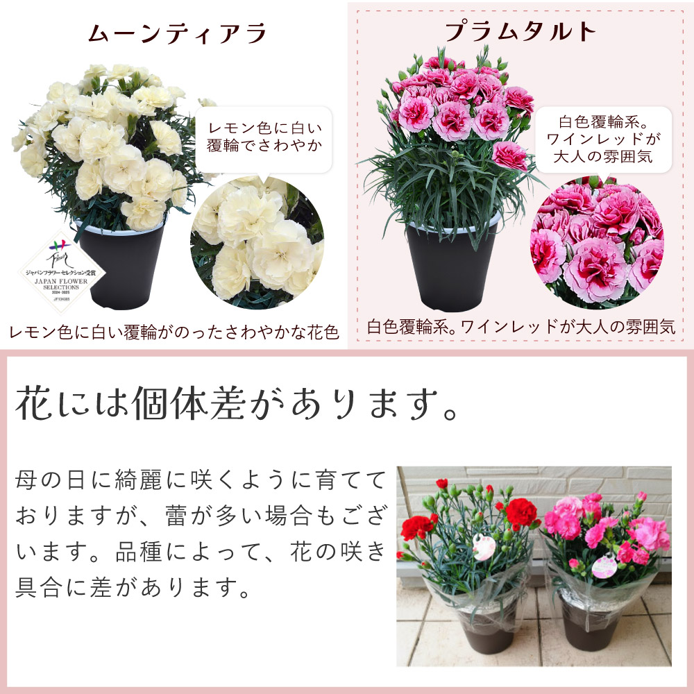 母の日カーネーションスタンダード25色