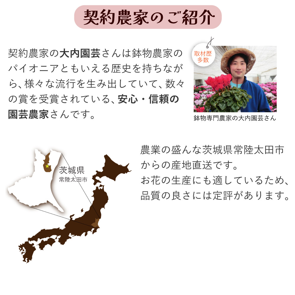 母の日カーネーションスタンダード25色