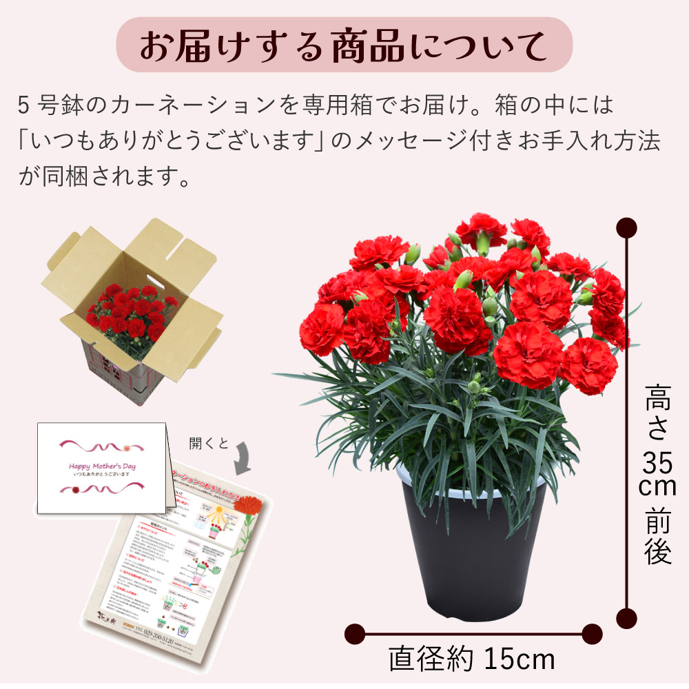 母の日カーネーションスタンダード25色