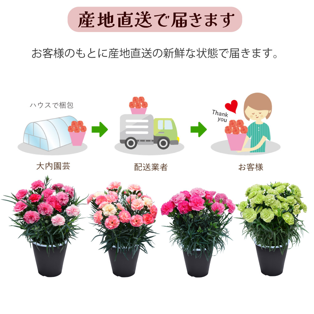 母の日カーネーションスタンダード25色