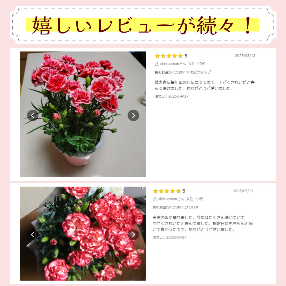 母の日カーネーションスタンダード25色