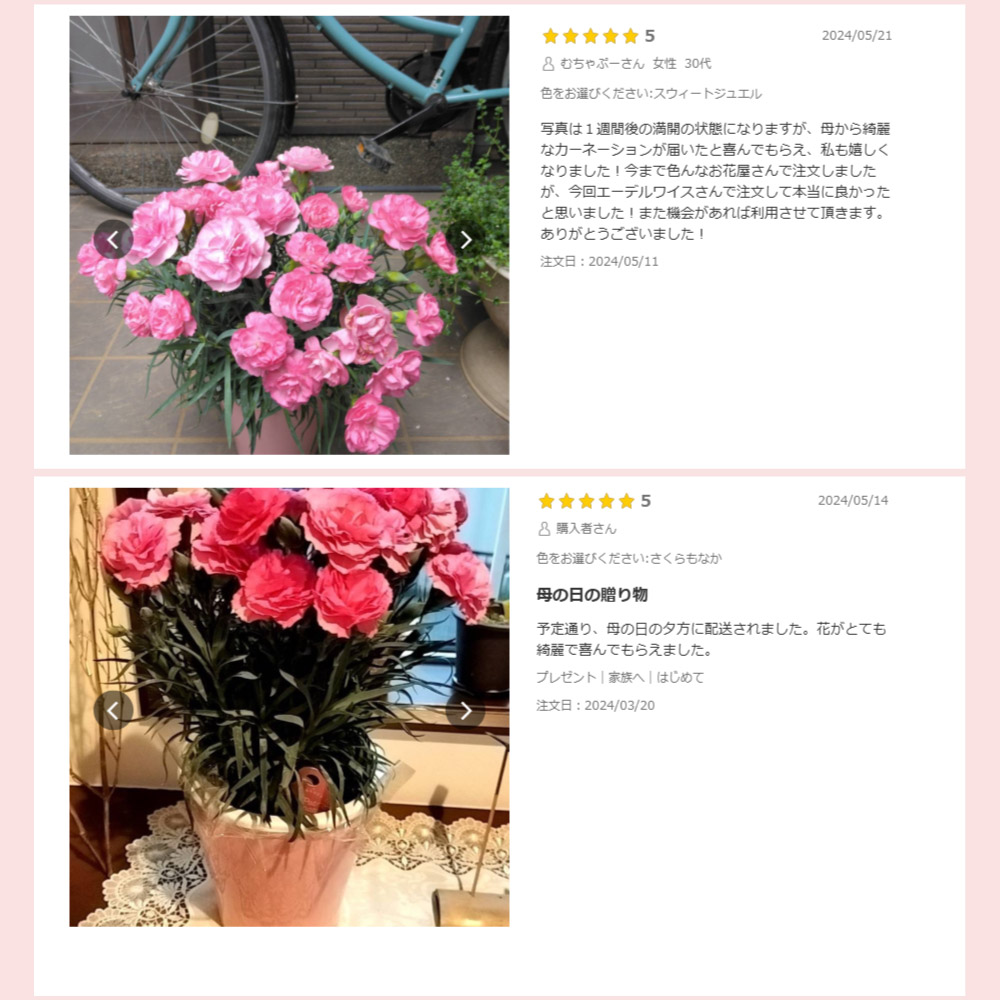 母の日カーネーションスタンダード25色