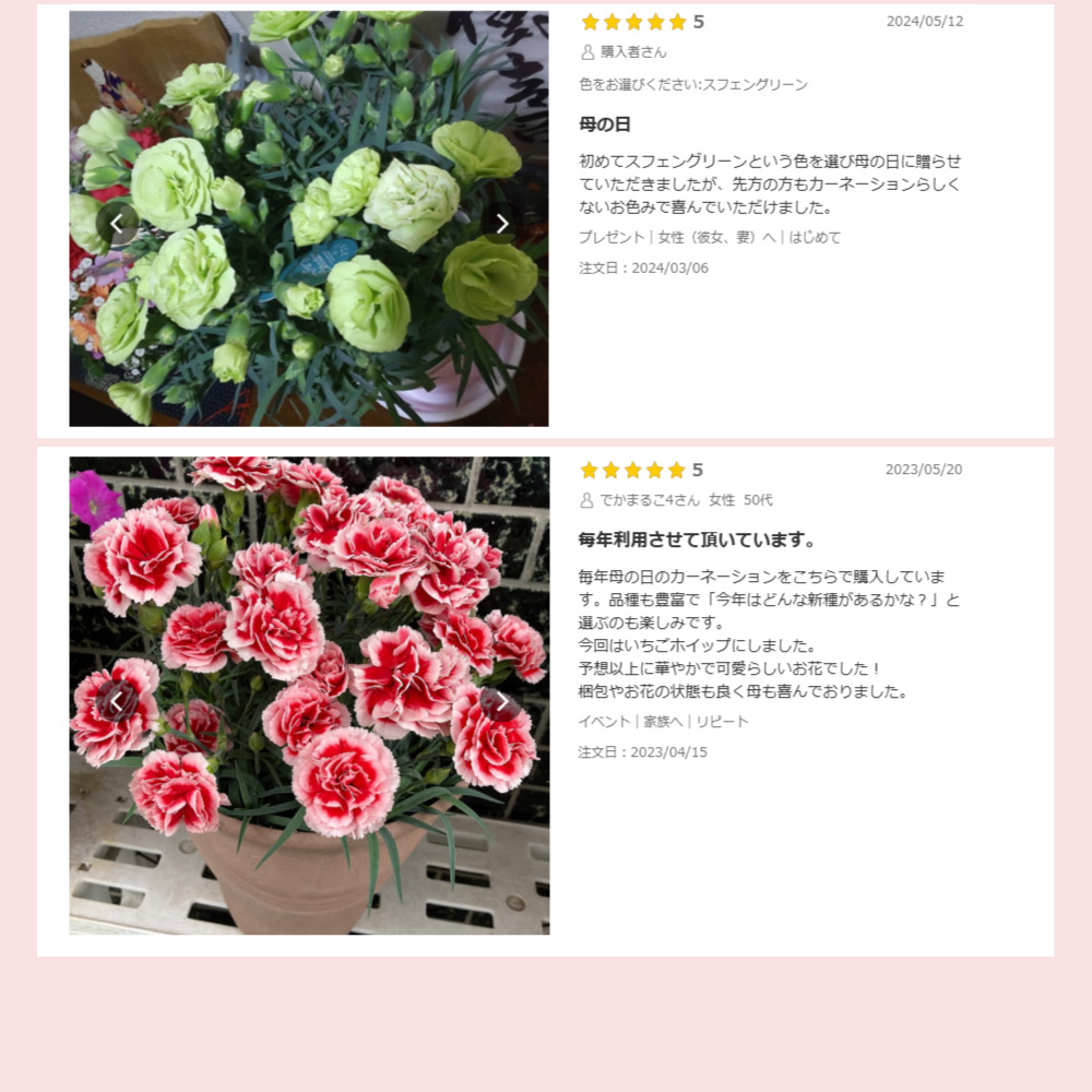 母の日カーネーションスタンダード25色