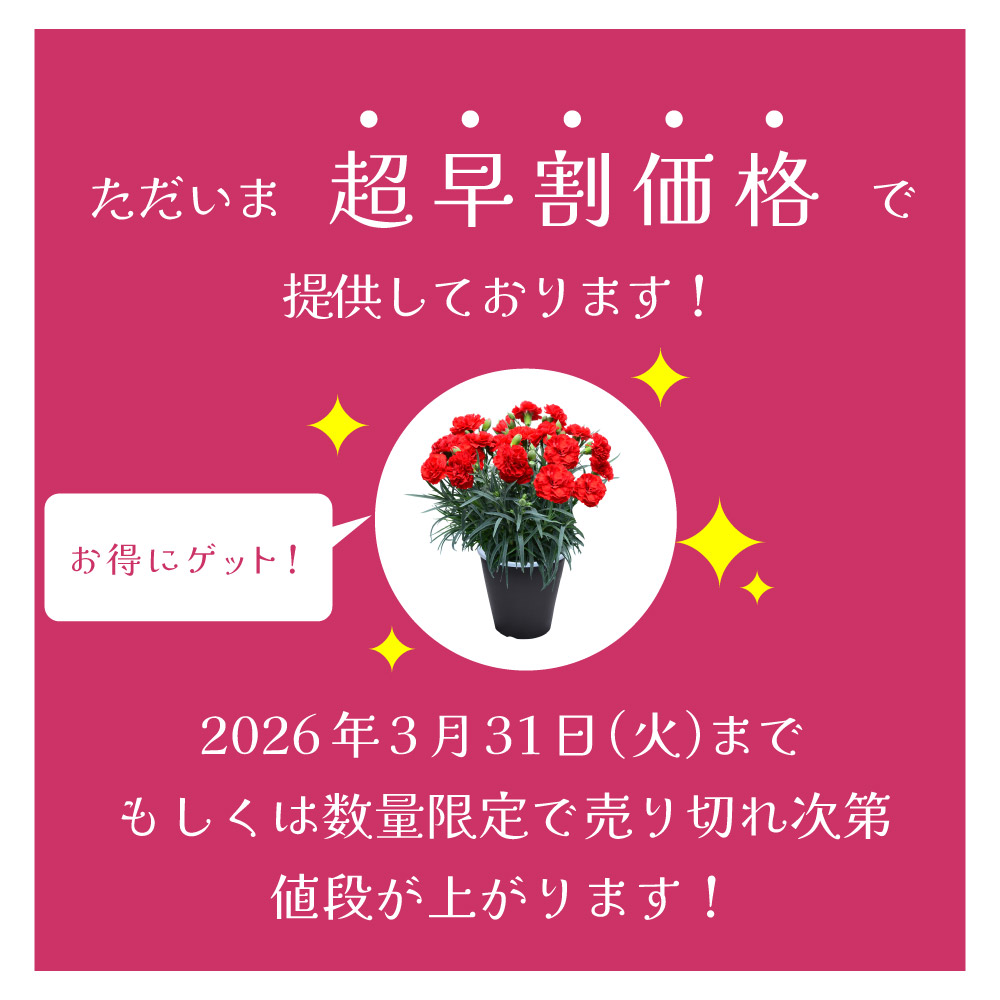 母の日カーネーションスタンダード25色