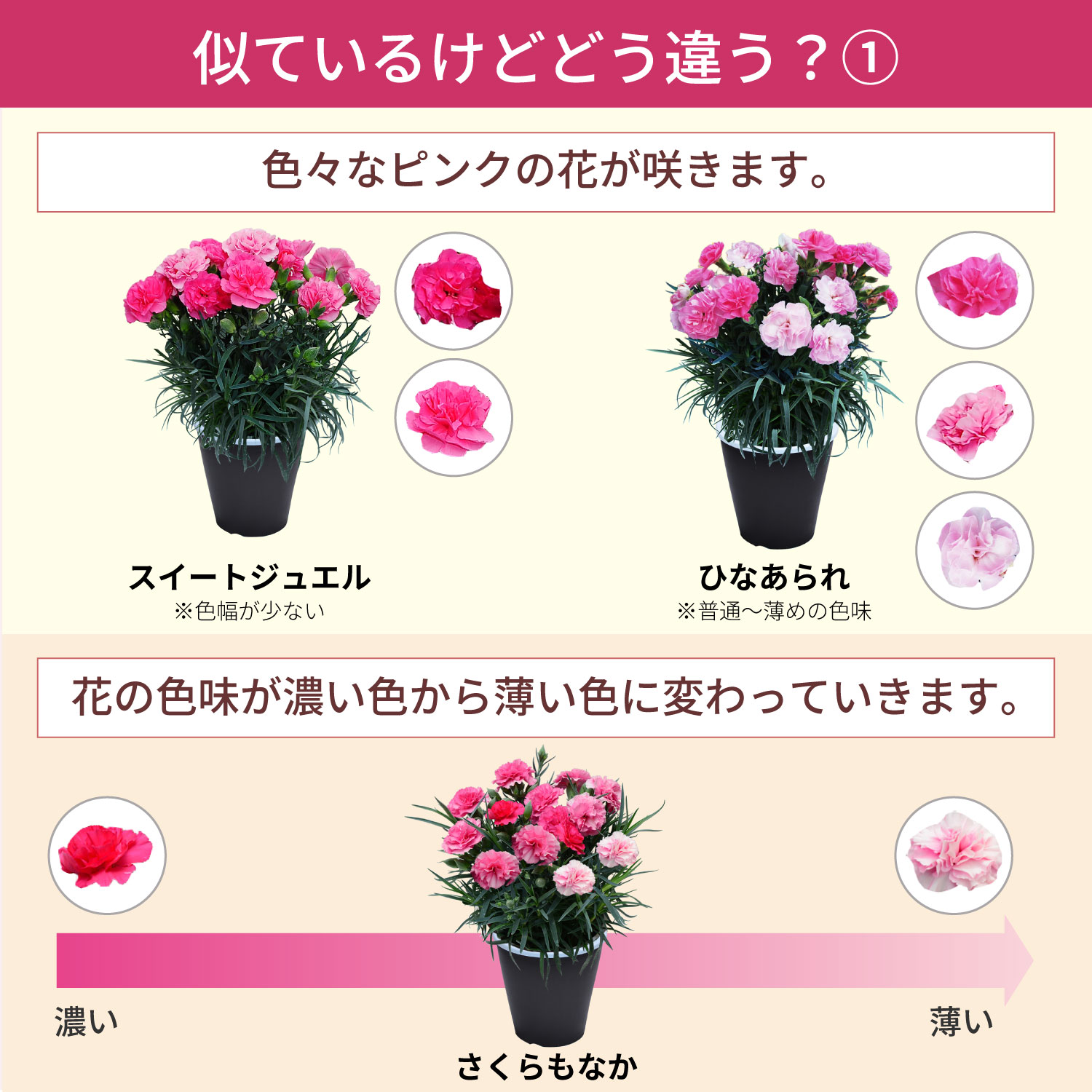 母の日カーネーションスタンダード25色 色の違い