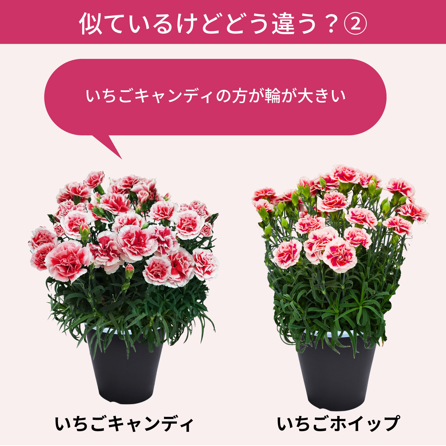 母の日カーネーションスタンダード25色 色の違い