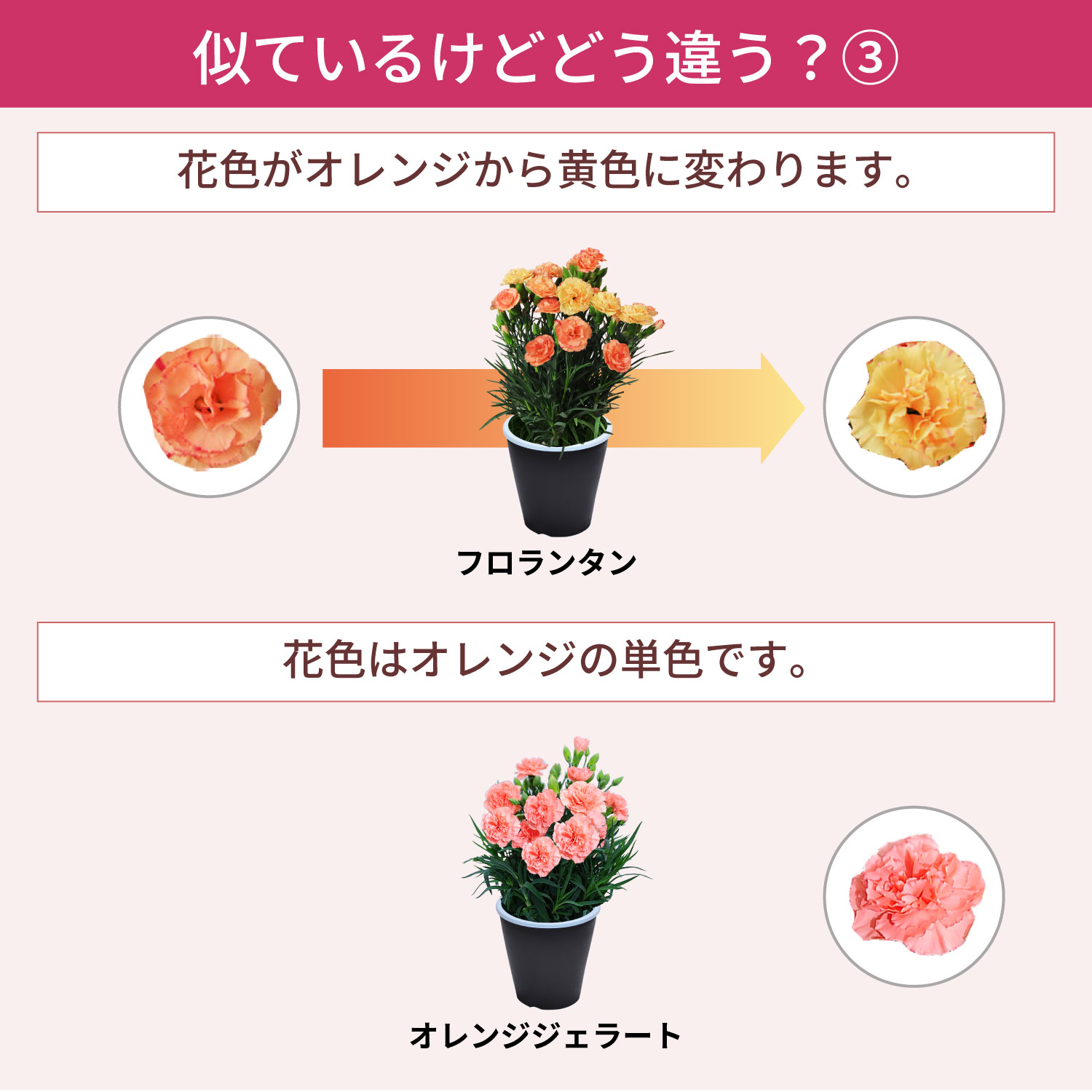 母の日カーネーションスタンダード25色 色の違い