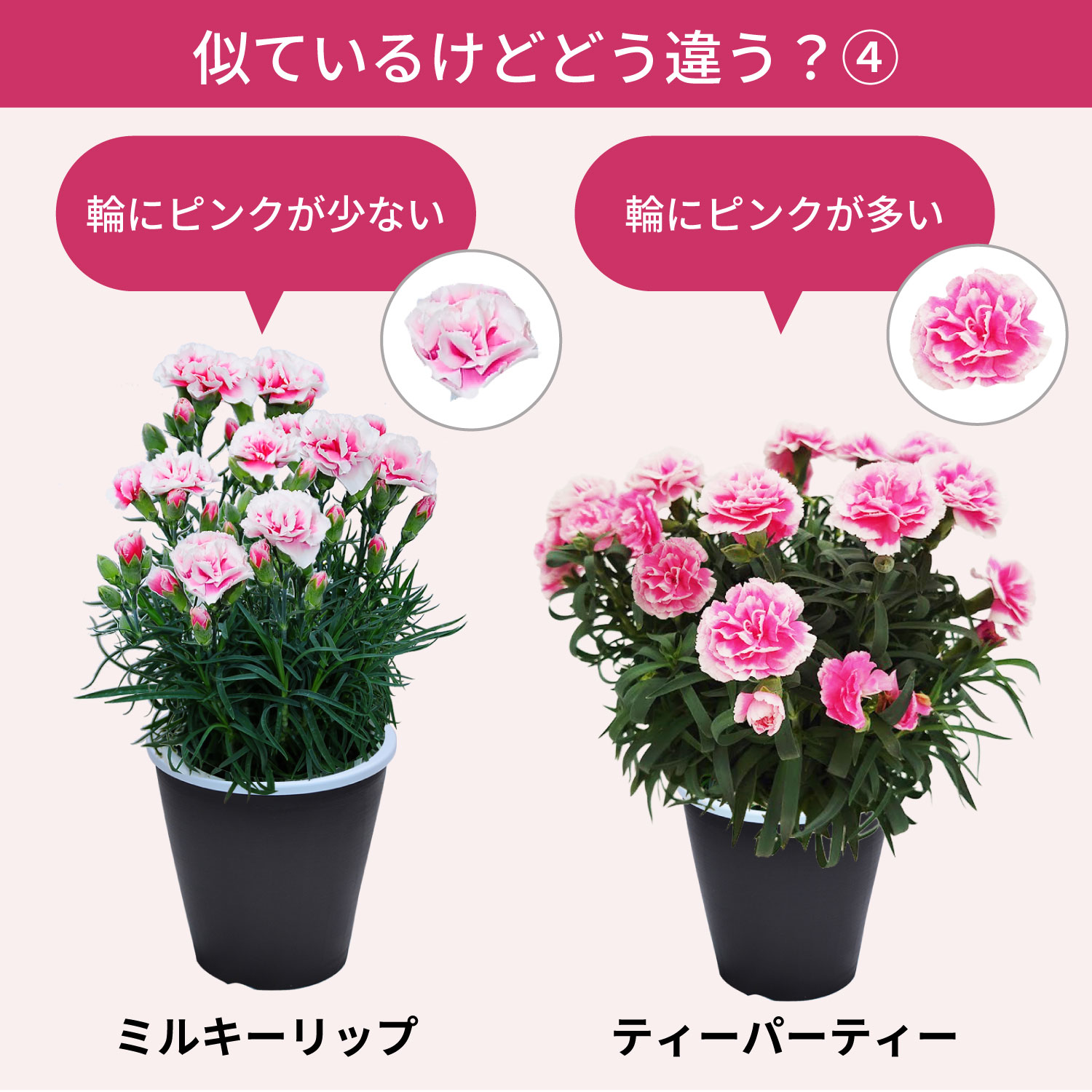 母の日カーネーションスタンダード25色 色の違い