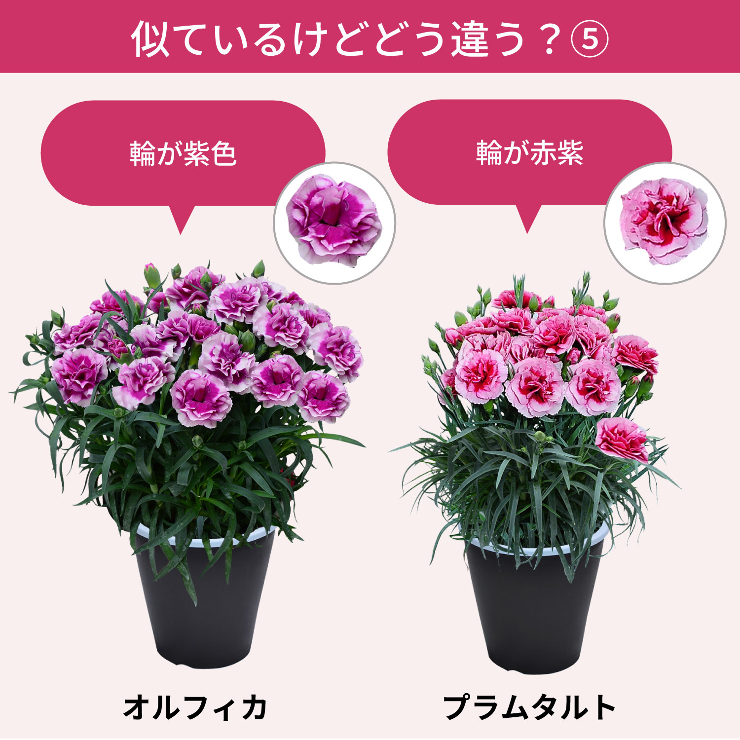 母の日カーネーションスタンダード25色 色の違い