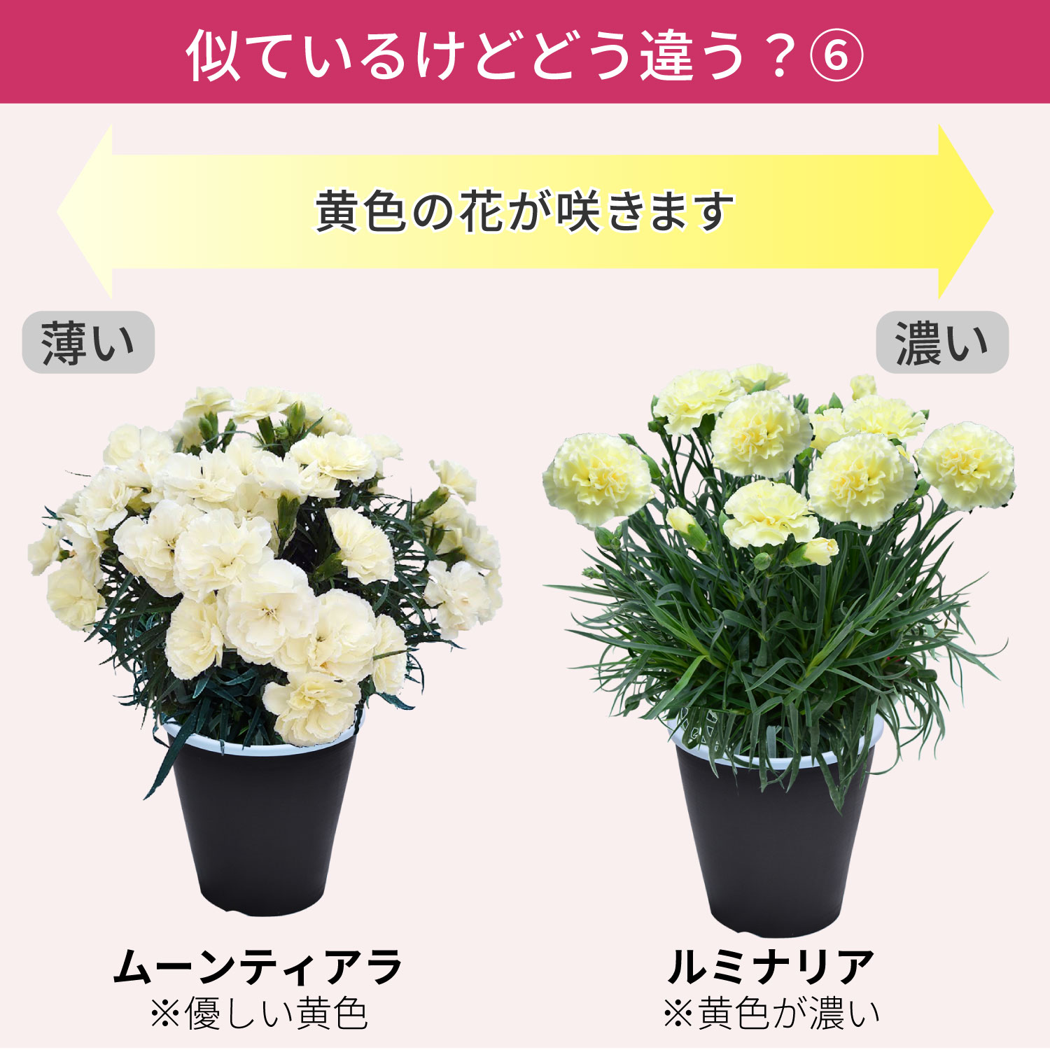 母の日カーネーションスタンダード25色 色の違い