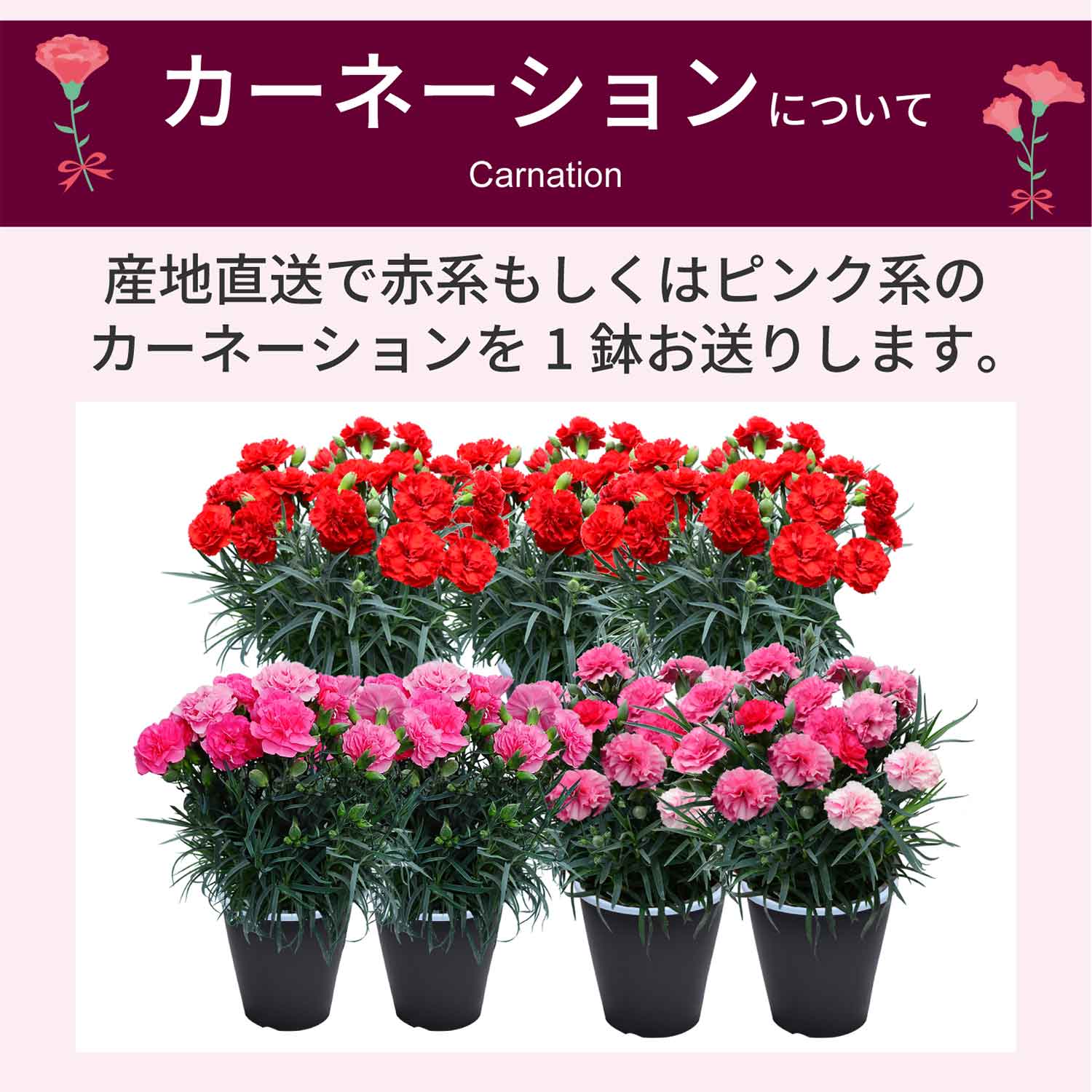 カーネーションについて