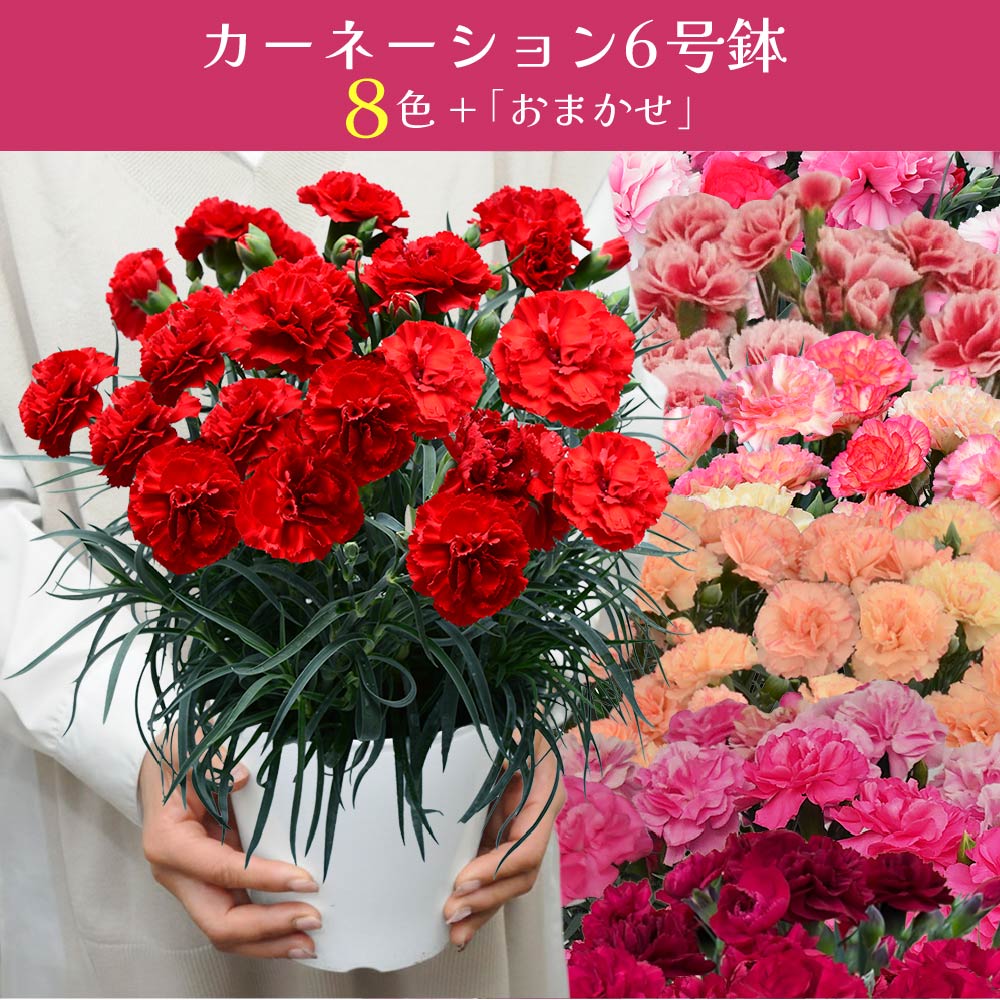 カーネーション6号鉢