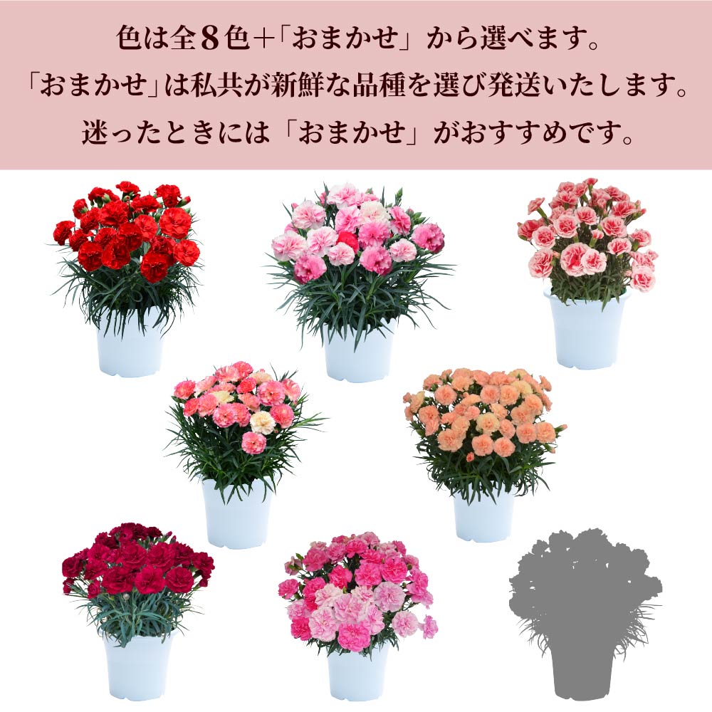 カーネーション6号鉢