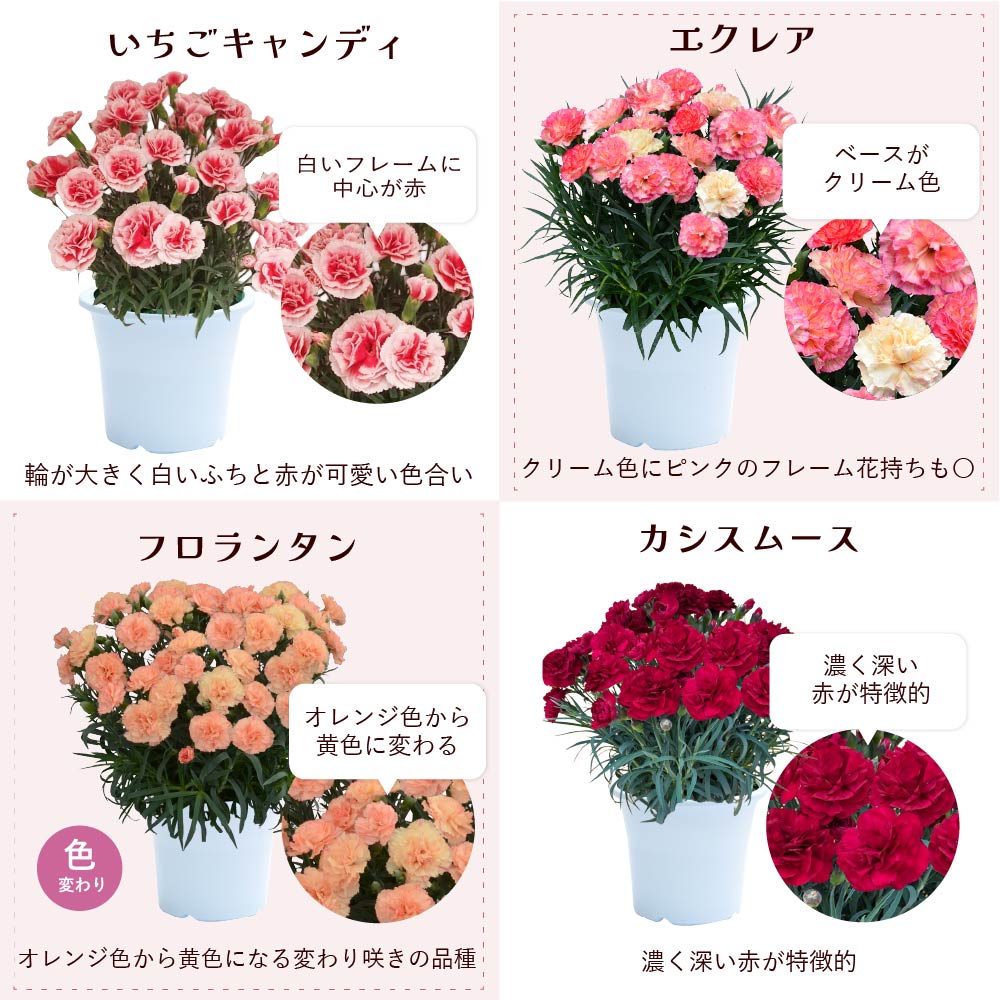 カーネーション6号鉢