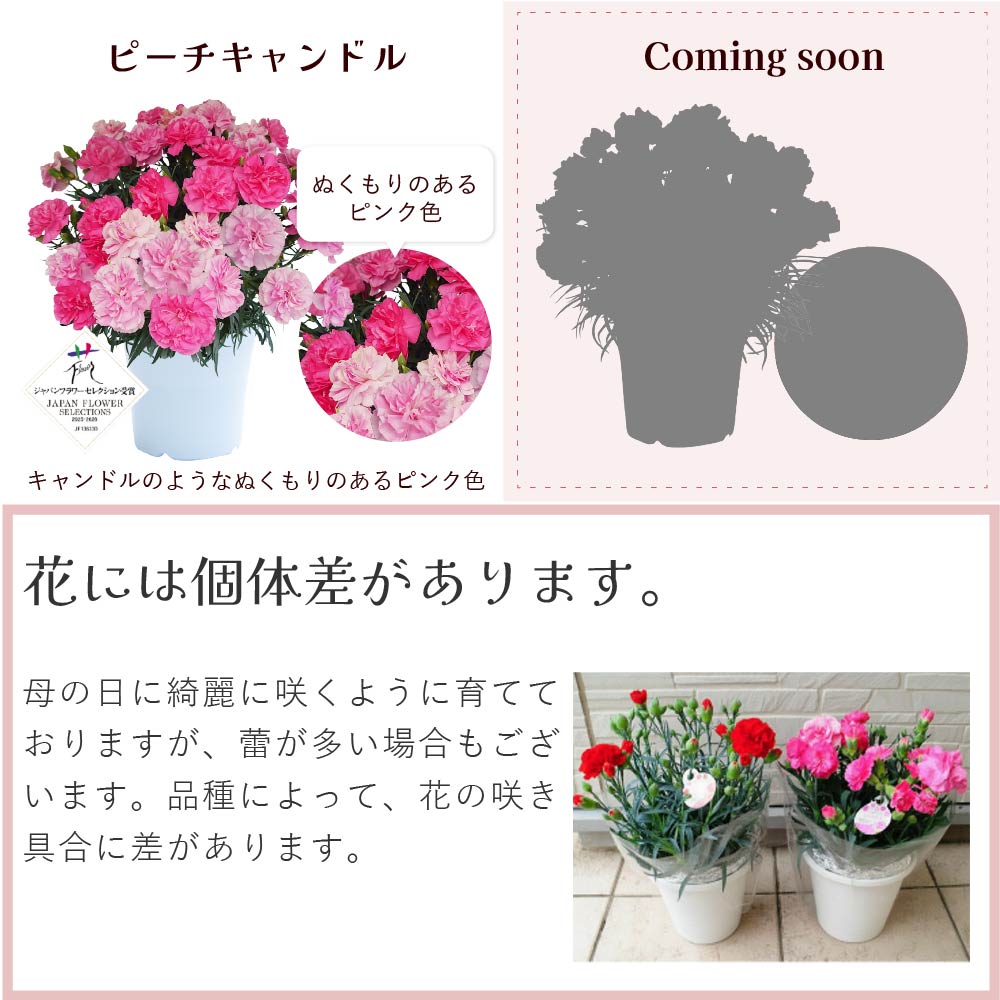 カーネーション6号鉢