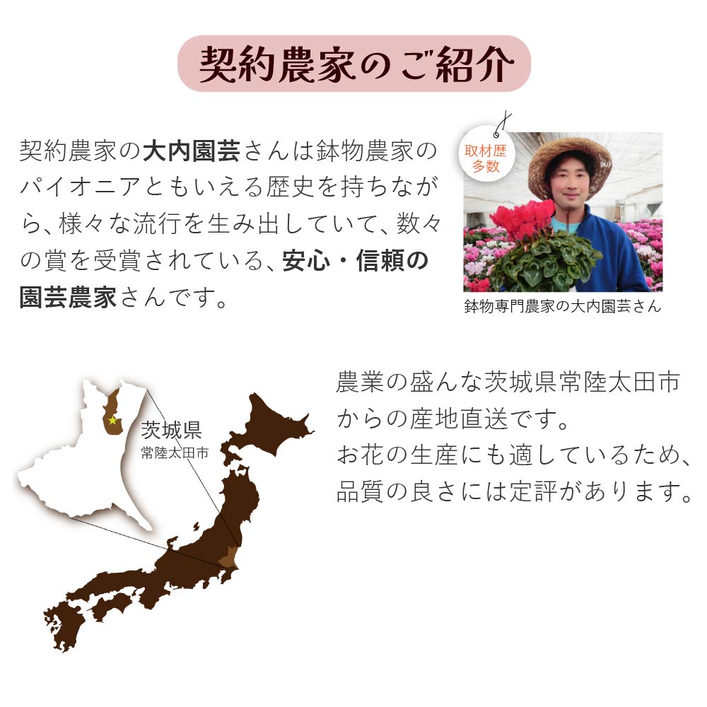 カーネーション6号鉢