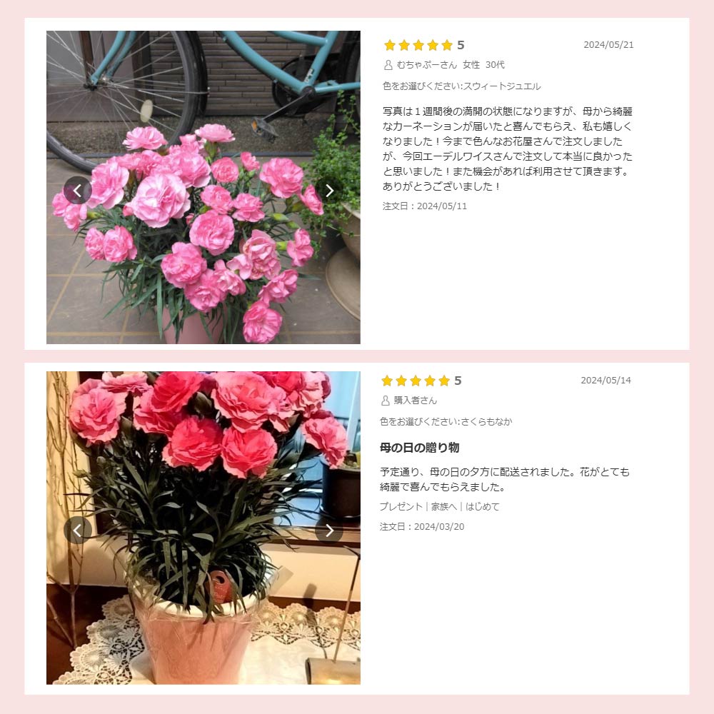 カーネーション6号鉢