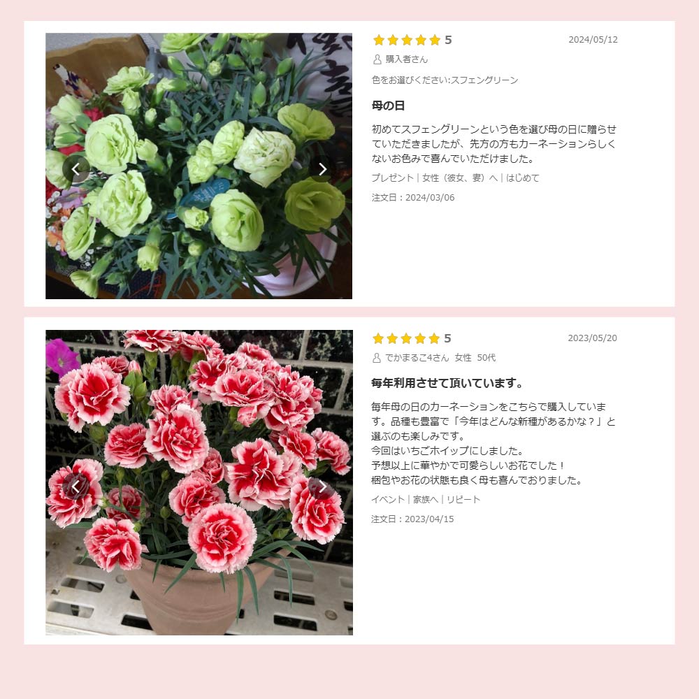 カーネーション6号鉢