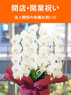 開店祝い