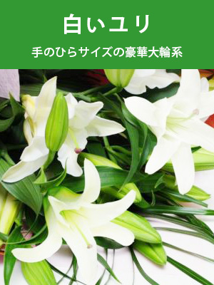 白いユリ
