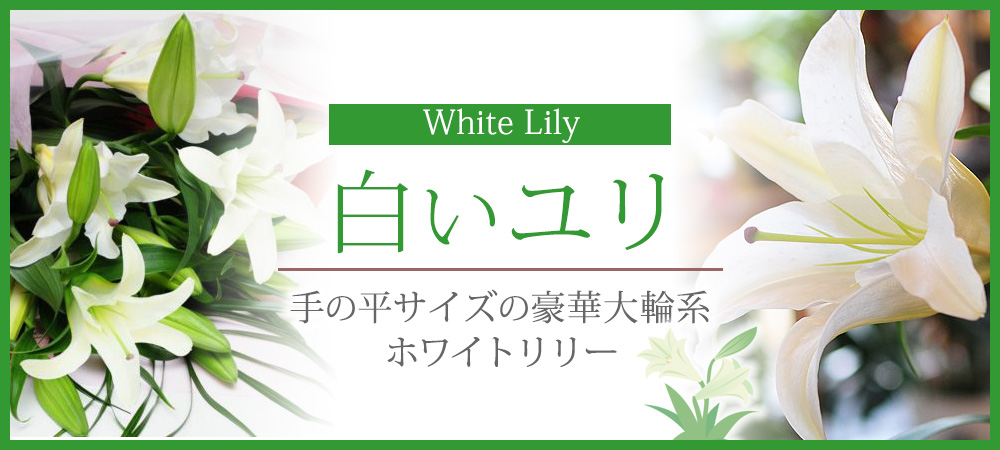 白いユリ