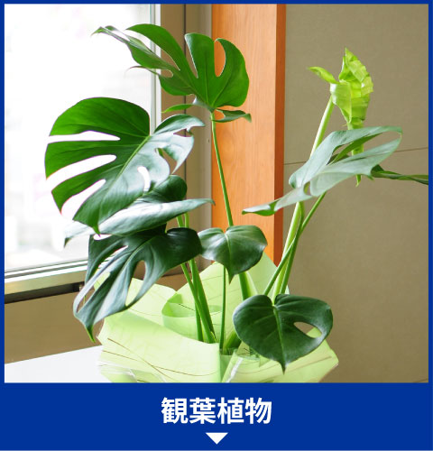 観葉植物