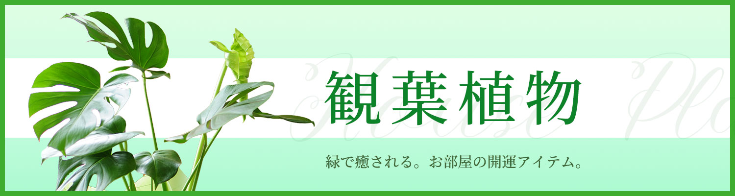 観葉植物