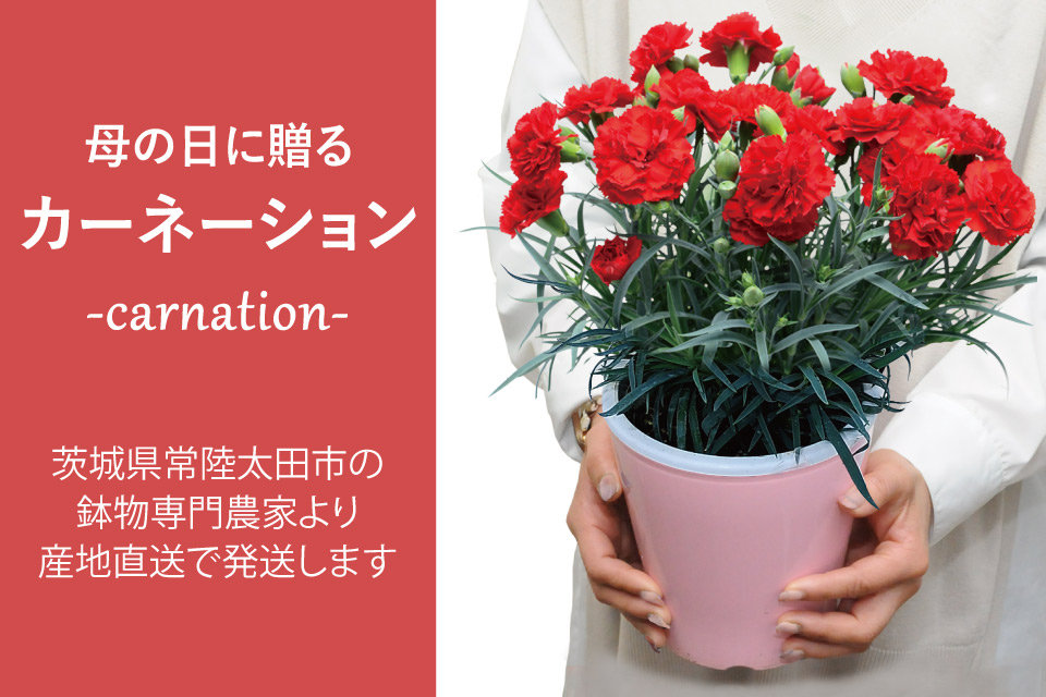 母の日カーネーション画像