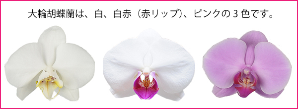 大輪胡蝶蘭は、白、白赤（赤リップ）、ピンクの3色です。