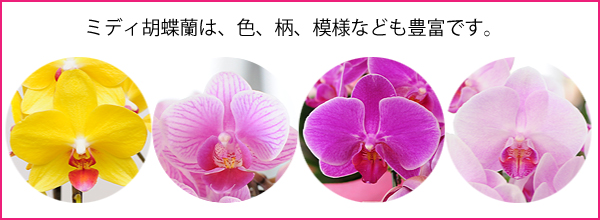 ミディ胡蝶蘭は、大輪と違い様々な色があります。色だけでなく、柄や模様なども豊富です。