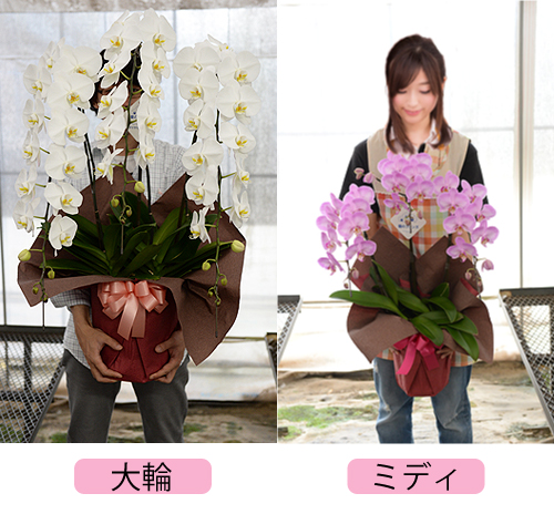大輪胡蝶蘭とミディ胡蝶蘭はどれくらい大きさは違うの？