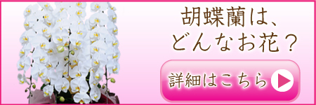 「胡蝶蘭」はどんな花？へジャンプします