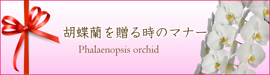 胡蝶蘭を贈る時のマナー