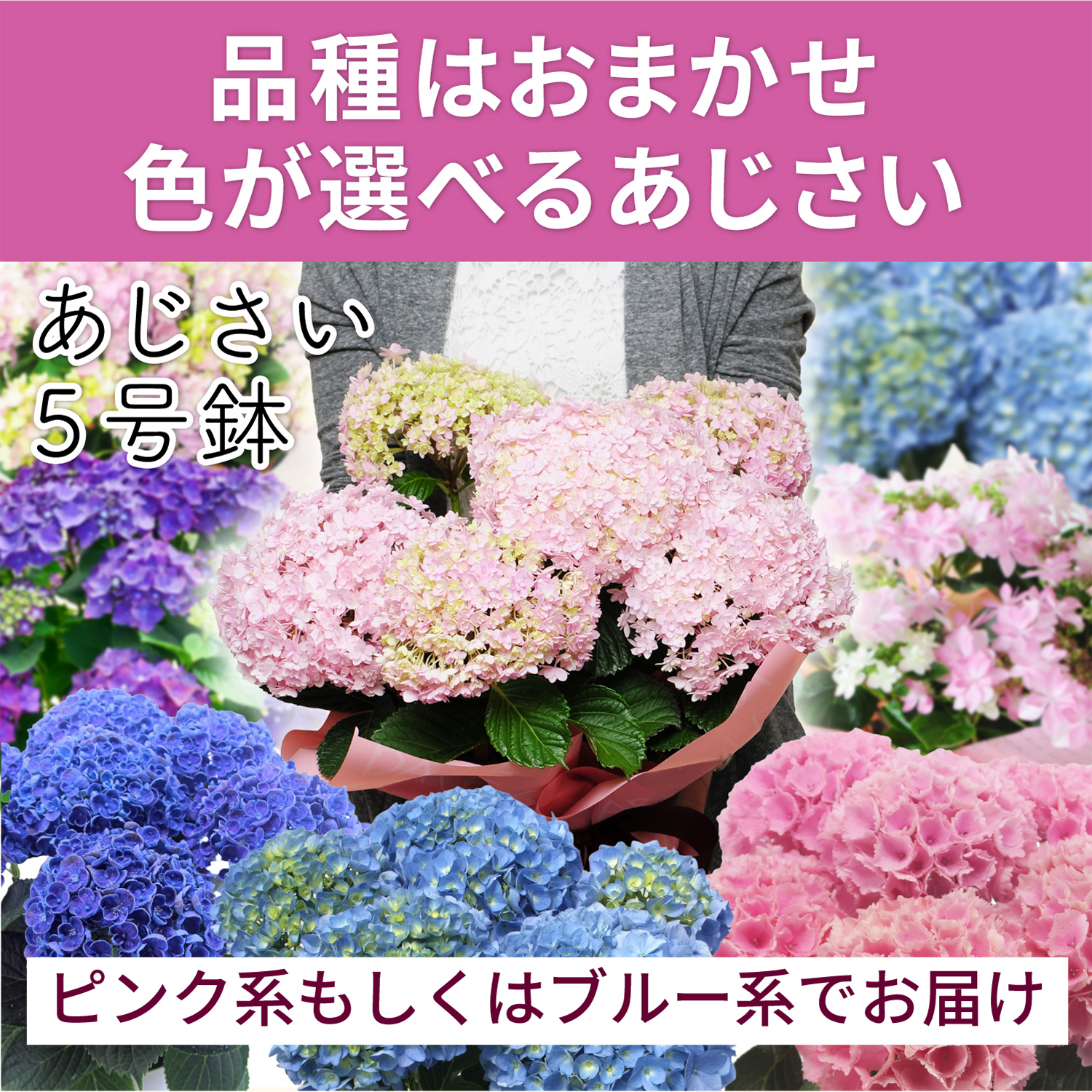 おまかせあじさい