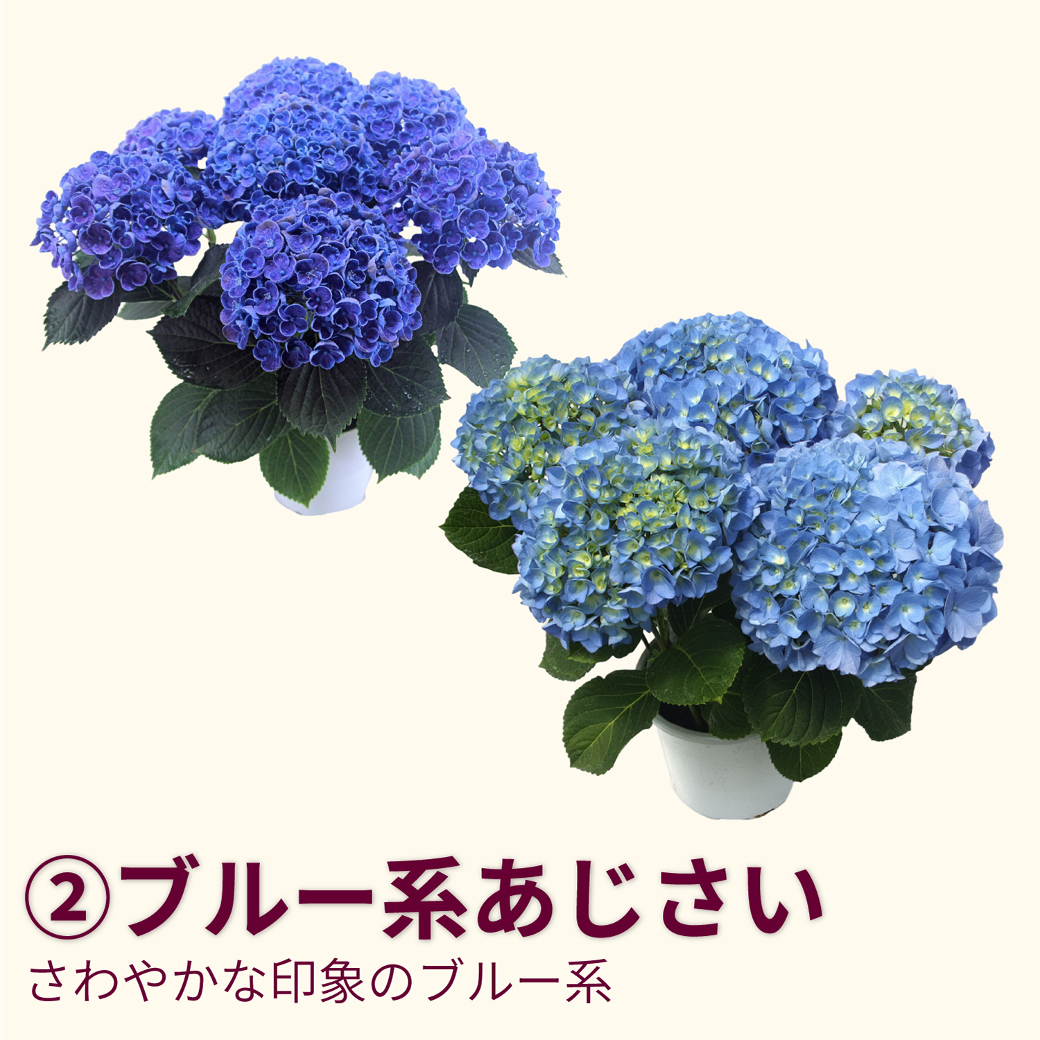 ブルー系
