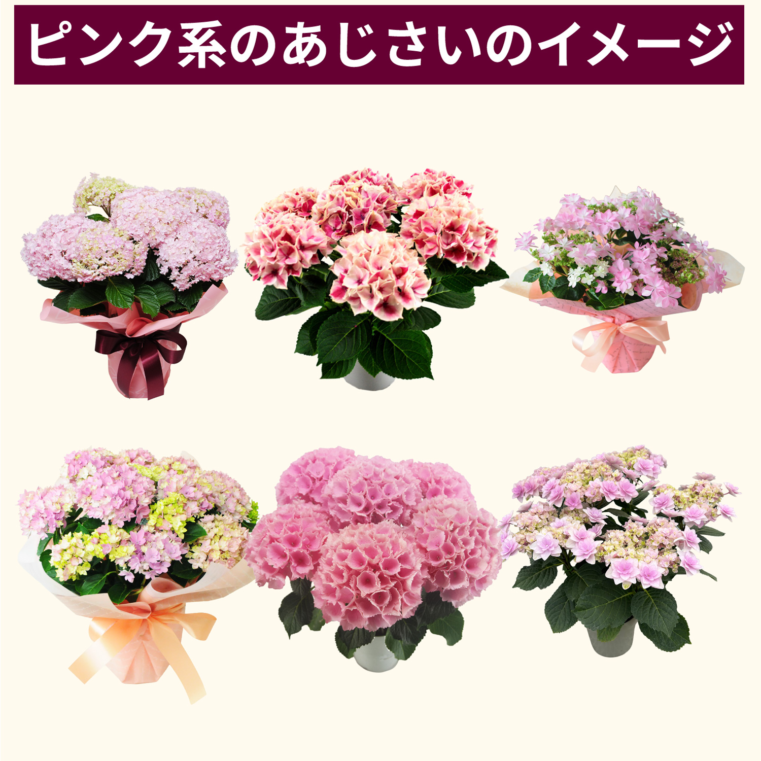 ピンク系あじさいのイメージ