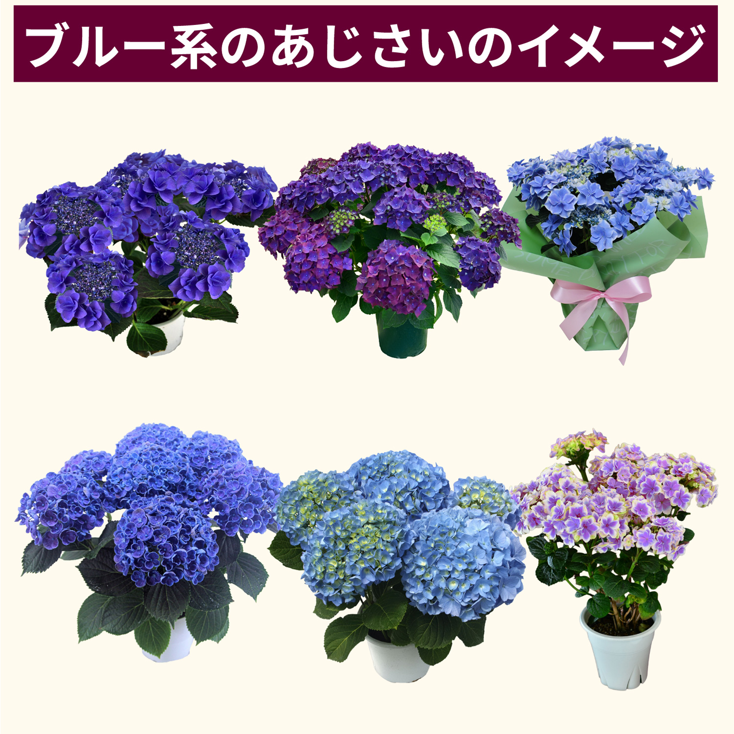 ブルー系あじさいのイメージ