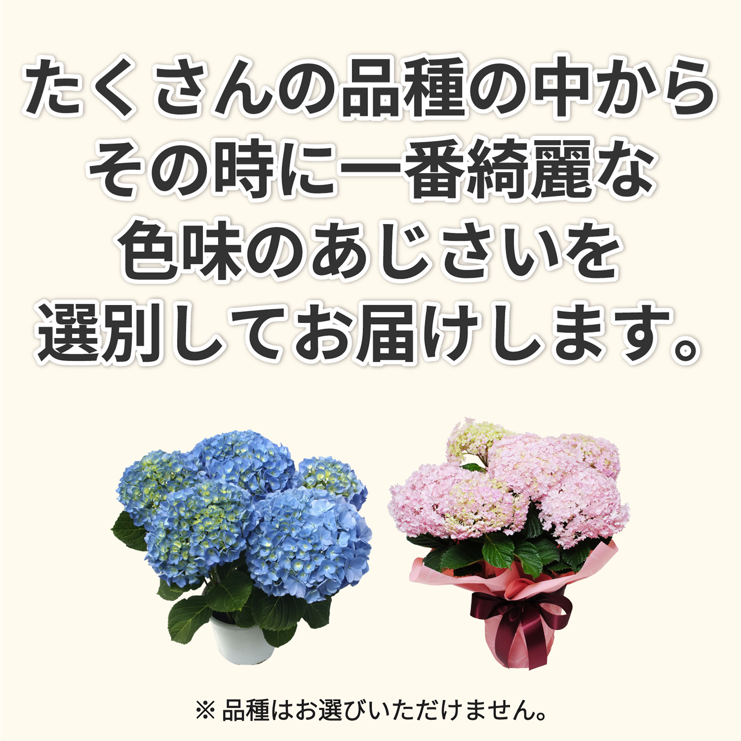 一番綺麗な色味のあじさいをお届け