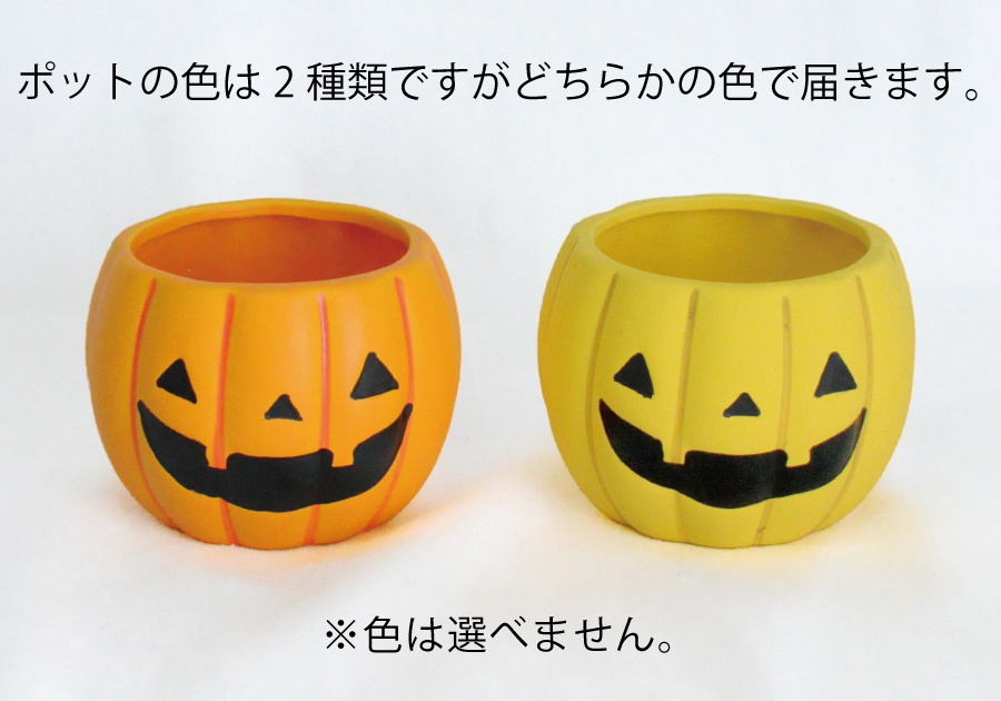 ハロウィンパンプキンポットのアレンジメントポッドの種類について