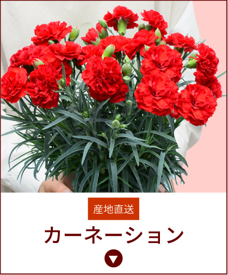 カーネーション