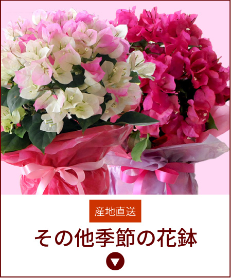 その他季節の花鉢