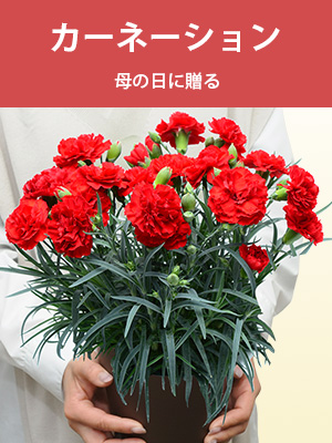 カーネーション